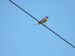 Zonotrichia capensis