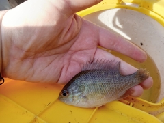 Lepomis aquilensis