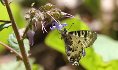 Trachystemon orientalis