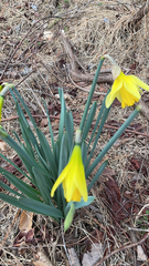 Narcissus pseudonarcissus