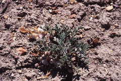 Astragalus newberryi