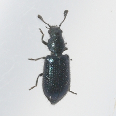 Necrobia violacea