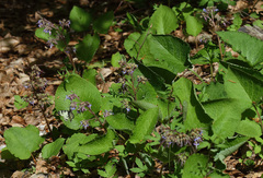 Trachystemon orientalis