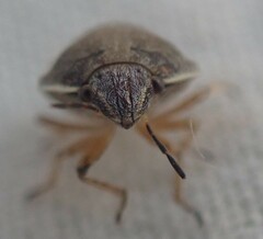 Homaemus bijugis