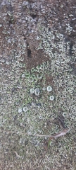 Cladonia asahinae
