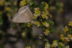 Thymelaea hirsuta
