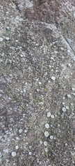 Cladonia asahinae