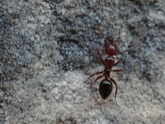 Camponotus lateralis