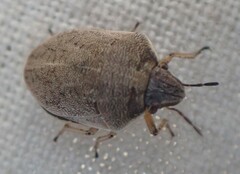 Homaemus bijugis