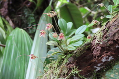 Masdevallia nidifica