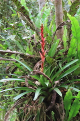 Bromeliaceae