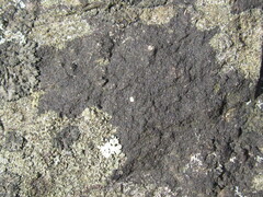 Lichenothelia