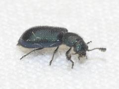 Necrobia violacea