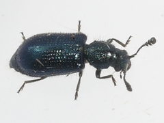 Necrobia violacea