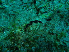 Tridacna maxima