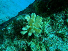 Pocillopora grandis
