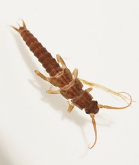 Austroperla cyrene