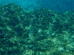 Abudefduf septemfasciatus