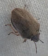 Homaemus bijugis