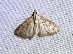Palpita freemanalis