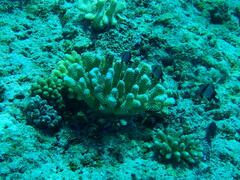 Dascyllus reticulatus