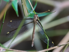 Haploglenius peruvianus