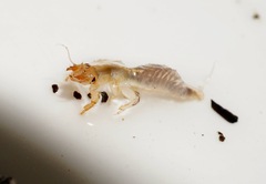 Ichthybotus hudsoni