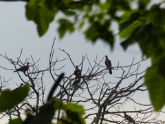 Patagioenas subvinacea