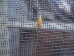 Cenopis reticulatana