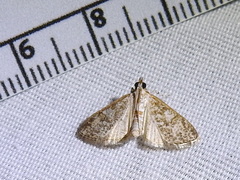 Palpita freemanalis