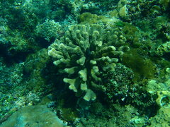 Pocillopora grandis