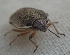Homaemus bijugis