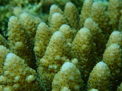 Acropora