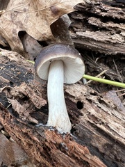 Pluteus