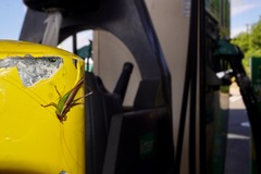 Conocephalus albescens