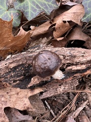 Pluteus