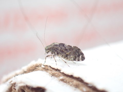 Nimbopsocus australis