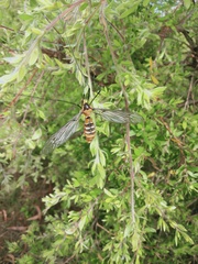 Leptotarsus clavatus
