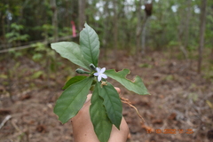 Pseuderanthemum lanceolatum