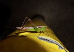 Conocephalus albescens