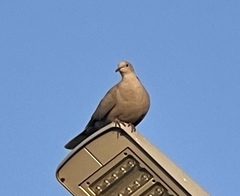 Streptopelia decaocto