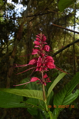Magnoliopsida