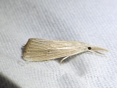 Eoreuma densellus