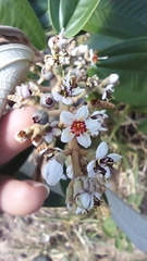 Miconia stenostachya