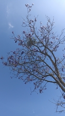 Jacaranda