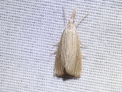 Eoreuma densellus