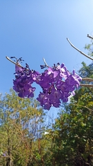Jacaranda