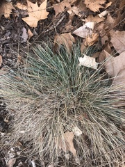 Festuca glauca