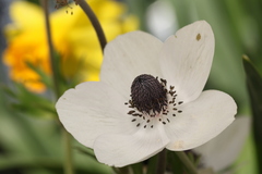 Anemone coronaria