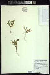 Oxybasis rubra humilis